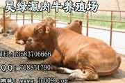 养牛要想赚到钱，这些细节能帮你一年省下好几万！