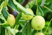冬枣密植咋弄能高产？咱老果农压箱底的经验全抖出来，别再走弯路了！