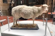 克隆技术为何突然消失？多莉羊的悲剧一生，揭开了科学界的沉默真相！