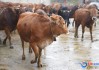 咱散养黄牛总亏钱？这8个土法子让你家牛跟野牲口一样壮实，卖价翻倍还省饲料钱！