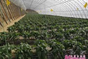 大棚里头种有机菜，这些门道你摸清了吗？