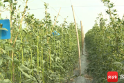 冬豆种植的那些门道，老农教你咋个整得巴适