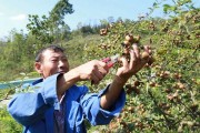 金刺梨种植妙招：农家老师傅的私房话
