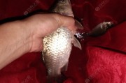 冬春塘口放鱼苗，这些“放小鱼技术”里的门道你得摸清，不然成活率真上不去