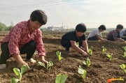 冬闲充电要趁早，来年地里有金淘——这些能让产量翻番的“偏方”你试过没？