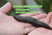 养蚂蟥真能赚到钱？别被苗厂忽悠了！我把老养殖户踩的坑全扒开给你看