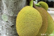 农村老把式不外传的菠萝嫁接绝活，看完你也能当师傅！