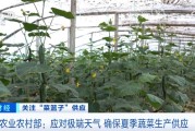 三伏天里也能种出好菜花？这几招让你家的花球又大又紧实