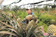 别再把凤梨头扔啦！阳台变身热带果园的私房秘籍